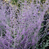 Perovskia 'Blue Spire' (himmelspira)
