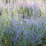 Perovskia 'Blue Spire' (himmelspira)