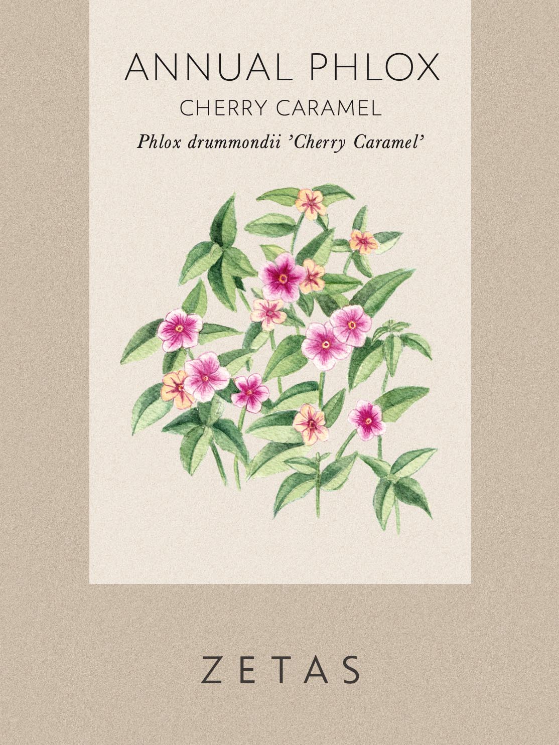 Fröpåse m illustration för Zetas Sommarflox 'Charry Caramel' som på latin heter Annual Phlox - Plhox drummondii 'Charry Caramel' - zetas.se