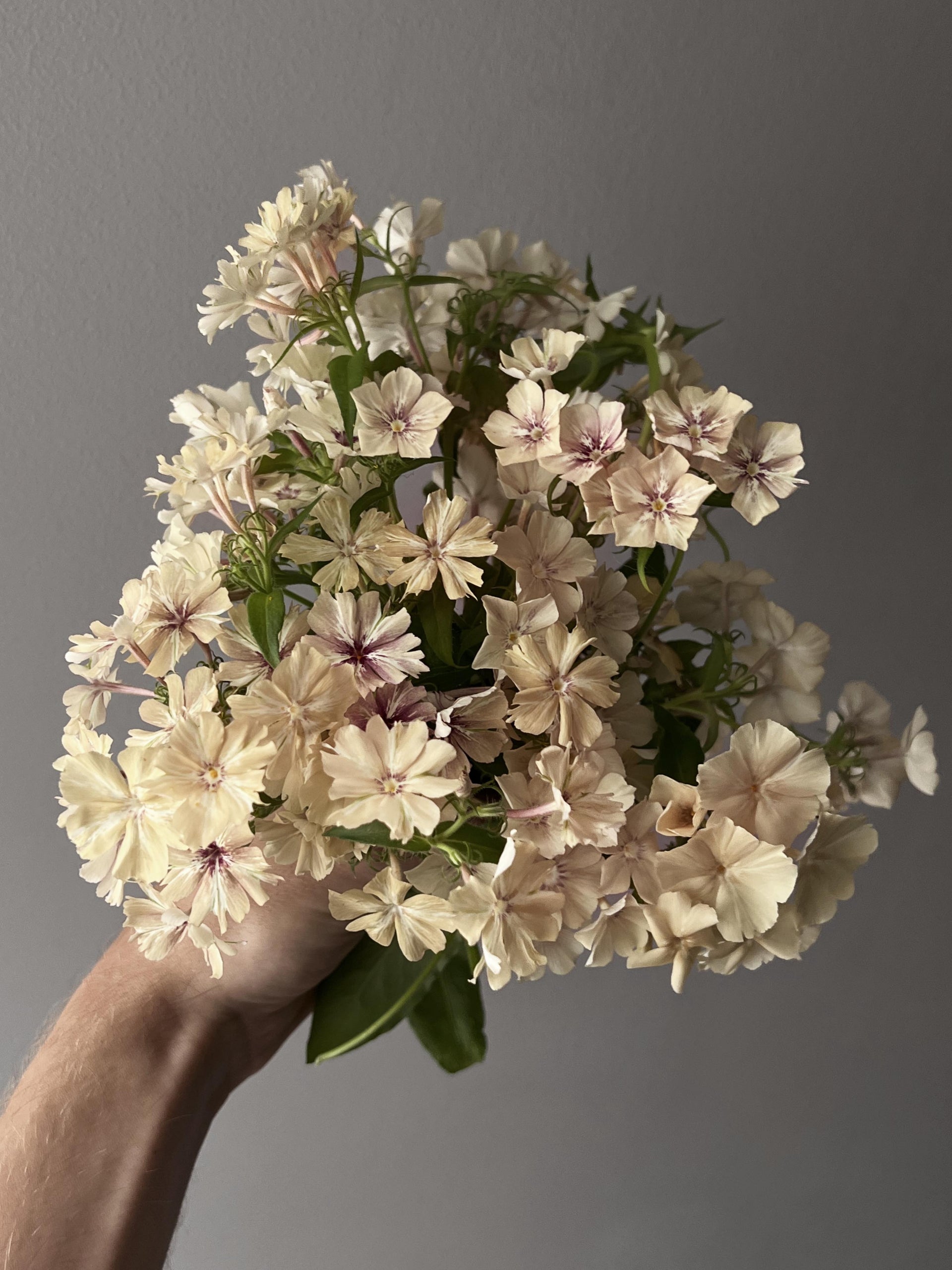 Sommarflox - Phlox drummondi 'Creme Brulee'