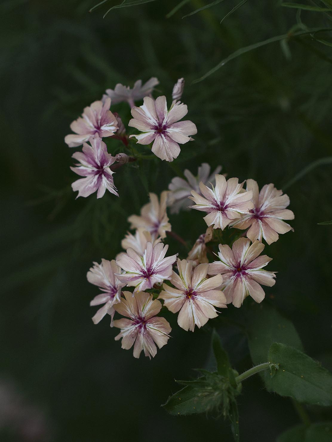 Sommarflox - Phlox drummondi 'Creme Brulee'