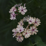 Sommarflox - Phlox drummondi 'Creme Brulee'