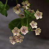 Sommarflox - Phlox drummondi 'Creme Brulee'