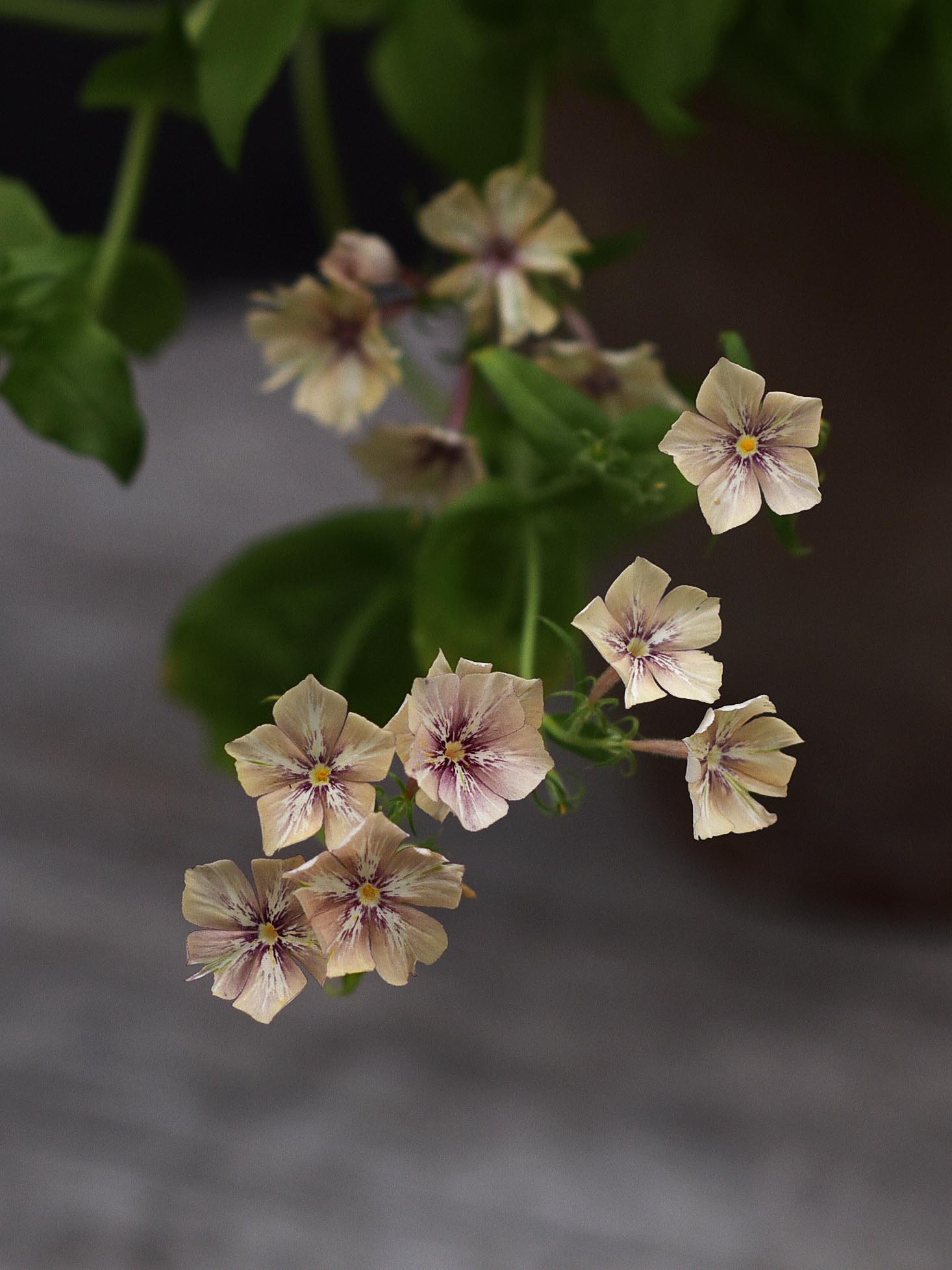 Sommarflox - Phlox drummondi 'Creme Brulee'