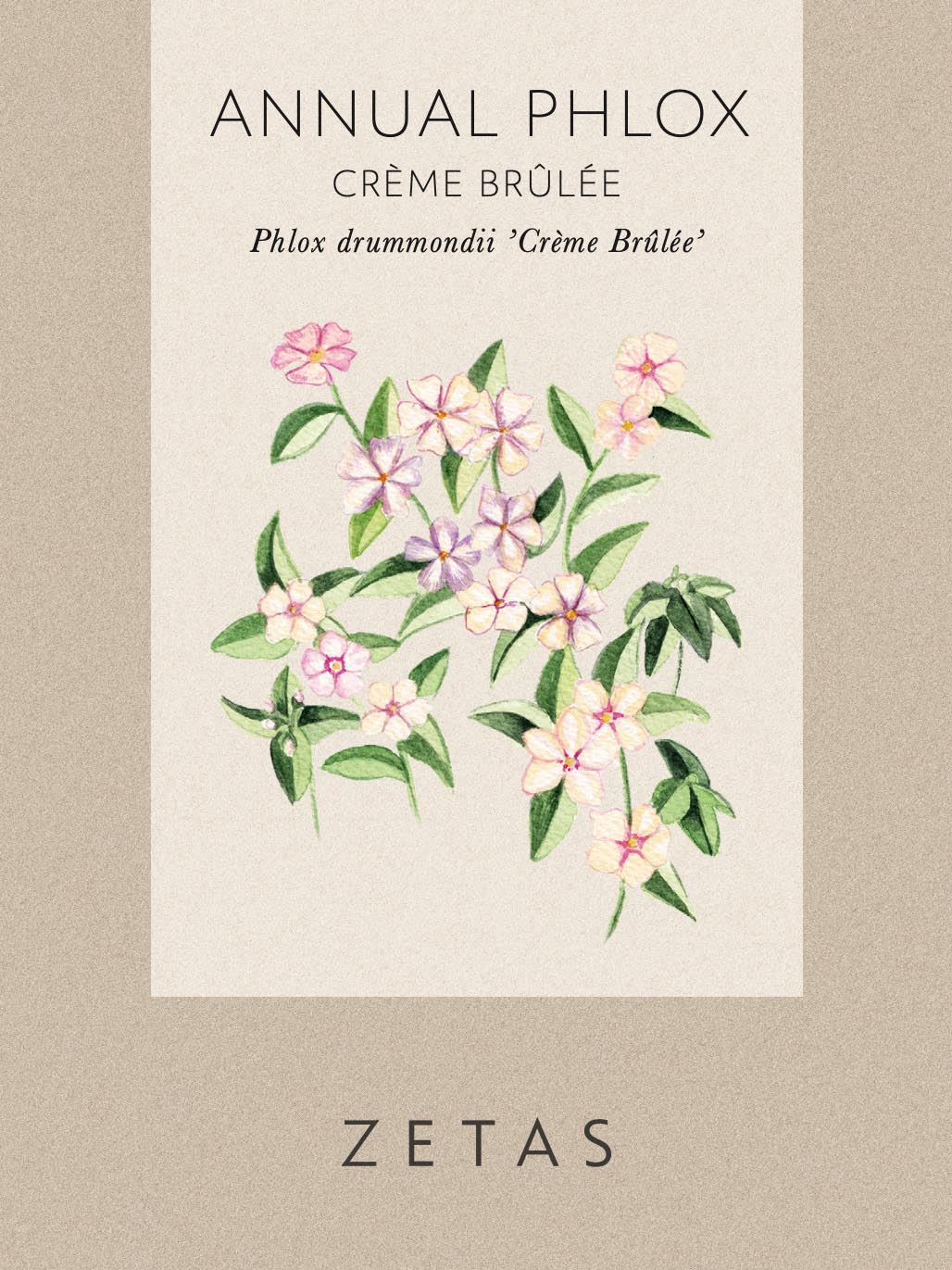 Fröpåse Sommarflox - Phlox drummondi 'Creme Brulee'
