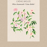 Fröpåse Sommarflox - Phlox drummondi 'Creme Brulee'