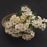 Sommarflox - Phlox drummondi 'Creme Brulee'