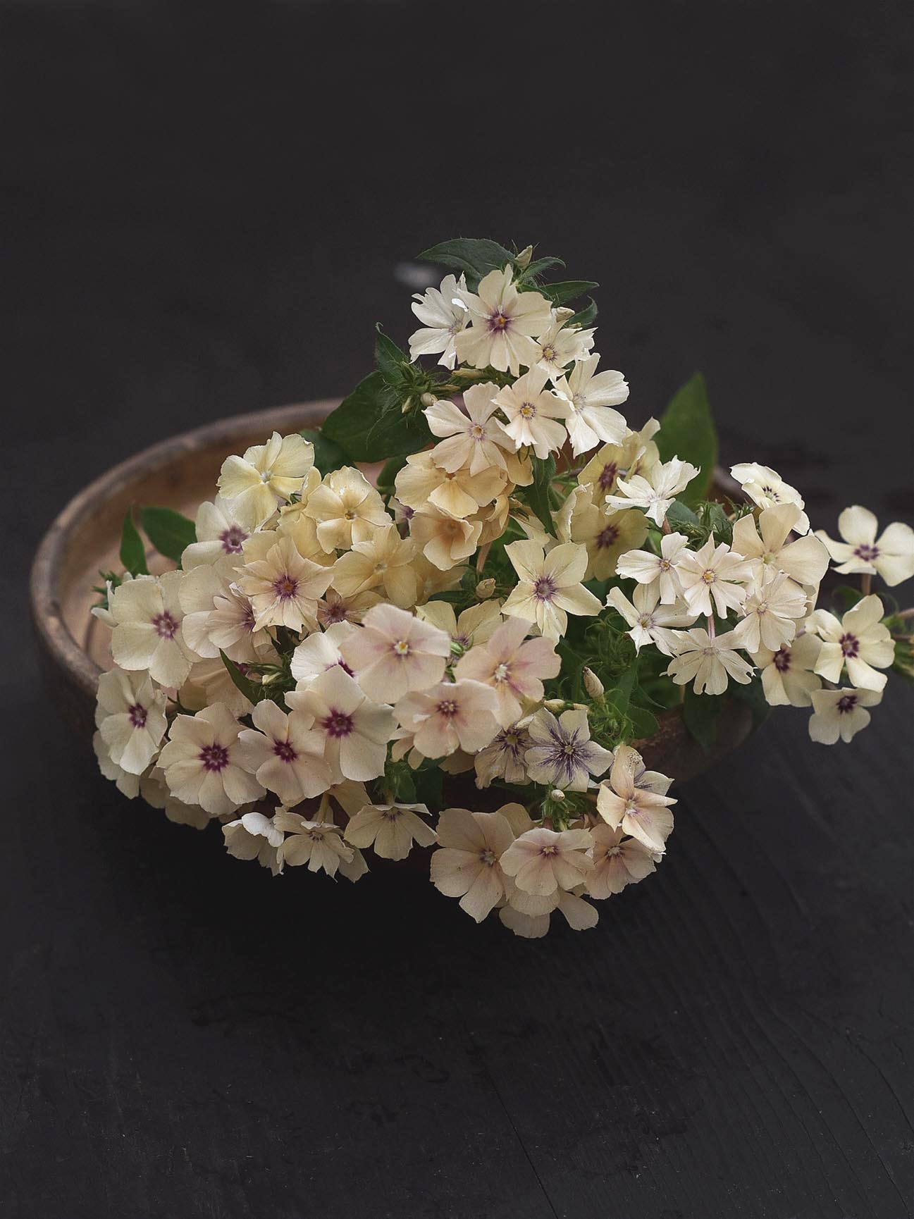 Sommarflox - Phlox drummondi 'Creme Brulee'