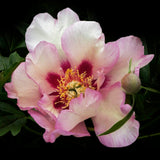 Pion (Itoh) "Callie's Memory"