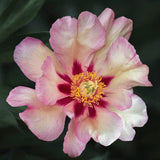 Pion (Itoh) "Callie's Memory"