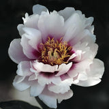 Pion (Itoh) 'Cora Louise'