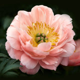 Luktpion 'Coral Charm'