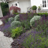 Stäppsalvia 'Caradonna'