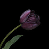Tulpan "Queen of Night"