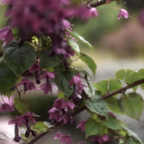 Törnrosas Kjortel 'Purple Bells'