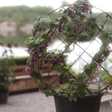 Törnrosas Kjortel 'Purple Bells'