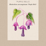 Törnrosas Kjortel 'Purple Bells'