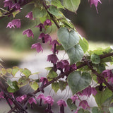 Törnrosas Kjortel 'Purple Bells'