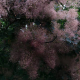 Rödbladig perukbuske 'Lilla'