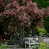 Rödbladig perukbuske 'Lilla'