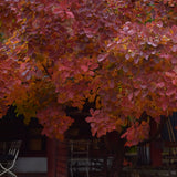 Rödbladig perukbuske 'Lilla'