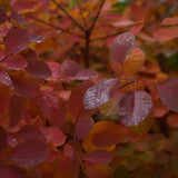 Rödbladig perukbuske 'Lilla'