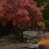 Rödbladig perukbuske 'Lilla'