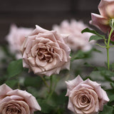 Tehybridros 'Koko Loko'