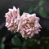 Tehybridros 'Koko Loko'