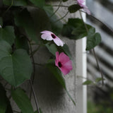 Rosa svartöga