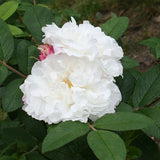 Vresros 'Louise Bugnet'