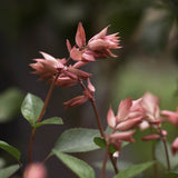 Salvia 'Apricot'
