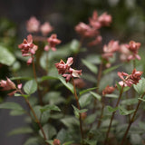 Salvia 'Apricot'