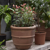 Salvia 'Apricot'
