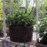 Salvia 'Black & Blue'