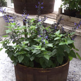 Salvia 'Black & Blue'