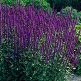 Stäppsalvia 'Caradonna'