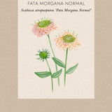 Praktvädd 'Fata morgana'