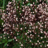 Skuggbräcka 'Clarence Elliott'