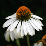 Solhatt 'Alba'