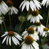 Solhatt 'Alba'