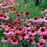 Solhatt 'Magnus'