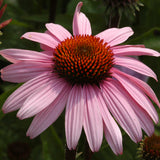 Solhatt 'Magnus'