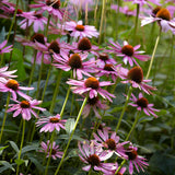 Solhatt 'Magnus'