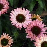 Solhatt 'Sunseekers Salmon'