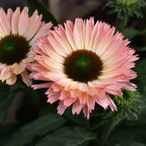 Solhatt 'Sunseekers Salmon'