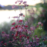 Stjärnflocka 'Star of Beauty'