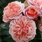 Tehybridros 'Mary Ann'