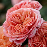 Tehybridros 'Mary Ann'