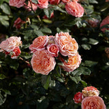 Tehybridros 'Mary Ann'